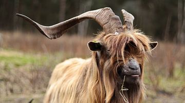 Dutch landrace goat by Stephan Krabbendam