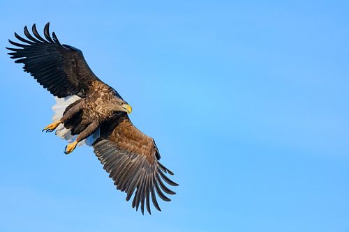 Zeearend  (Haliaeetus-albicilla) jaagt in de lucht boven een Fjord