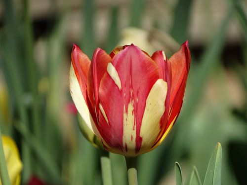 Collection de fleurs de printemps