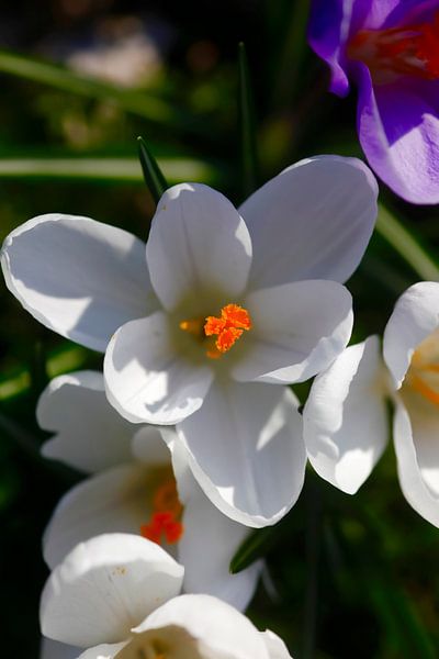 Crocus par Thomas Jäger