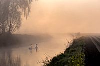 Schwan am Morgen im Nebel