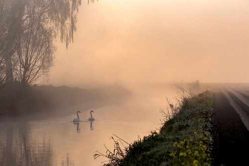 Swan in the morning in the fog
