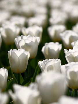 Een zee van witte tulpen