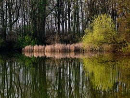 Lennte ochtend aan 't Lisje sur Jan Kooreman