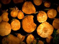 Houtstammen op stapel. Wood logs.