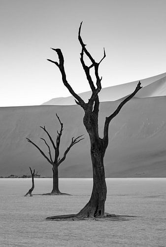 Zwart-wit beeld van Deadvlei in Namibië