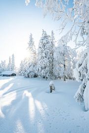 Winterlandschaft mit verschneiten Bäumen von Leo Schindzielorz