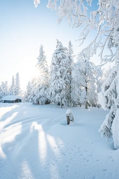 Winterlandschap met besneeuwde bomen