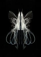 FERTILE - Virgo