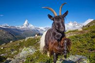 Mountain goat near the Matterhorn by Menno Boermans thumbnail