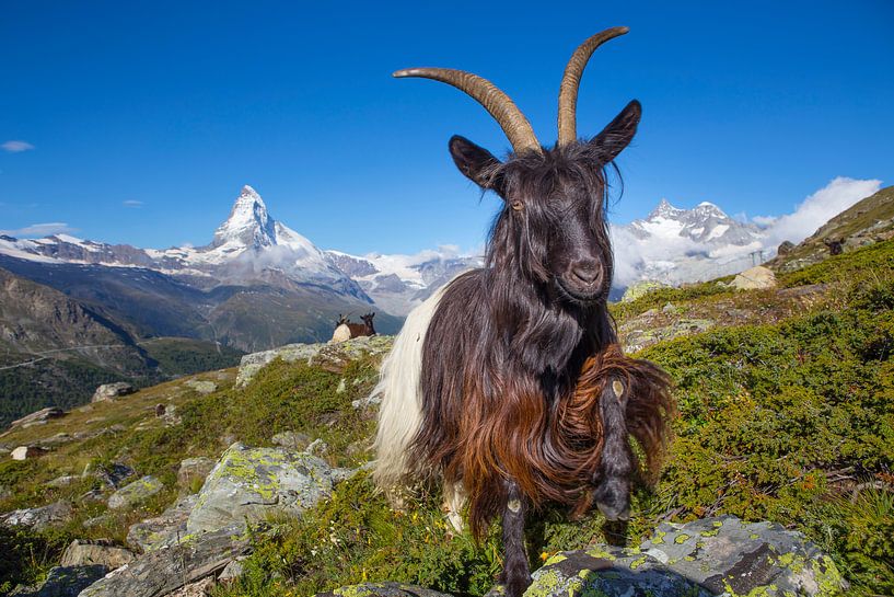 Mountain goat near the Matterhorn by Menno Boermans