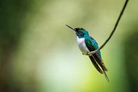 Colibri à tête violette