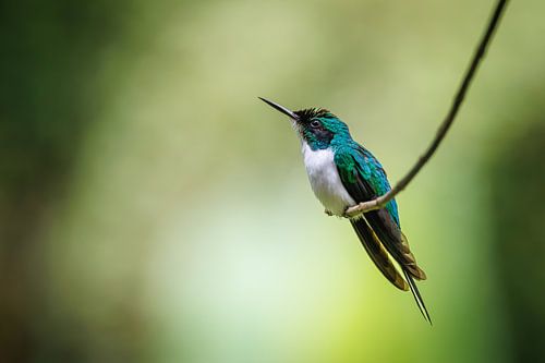 Purple-headed fairy hummingbird