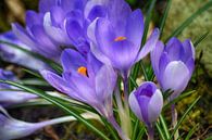 Sensation de printemps (Crocus) par FotoGraaG Hanneke Aperçu