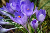  Spring Feeling (Crocuses)