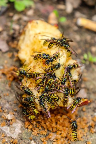 Wasps on apple