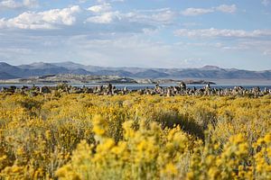 mono lake - I van Meleah Fotografie