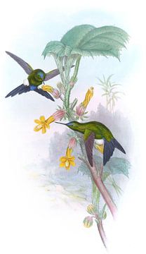 Buquet's Puff-Leg, John Gould van Hummingbirds