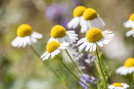 Flowers by Mariette Jans