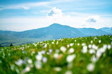 Prairie de crocus au Mittagberg avec vue sur le Grünten sur Leo Schindzielorz