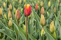 première tulipe rouge en fleur par eric van der eijk Aperçu