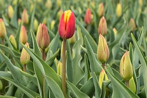 rode tulip als eerste in bloei van eric van der eijk