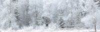 Winterlandschaft mit Schnee im Nationalpark Dwingelderveld von Bas Meelker Miniaturansicht