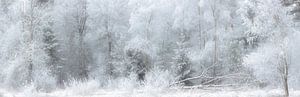 Winterlandschaft mit Schnee im Nationalpark Dwingelderveld