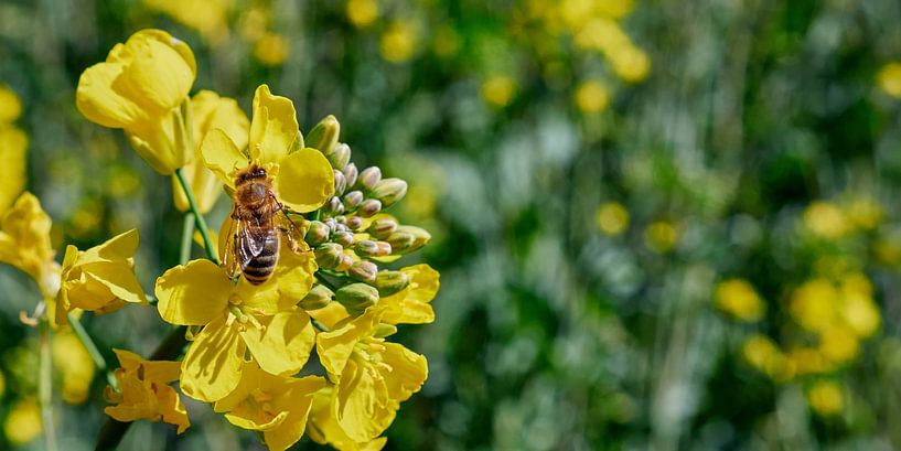 Fleißiges Bienchen von Conpo Design