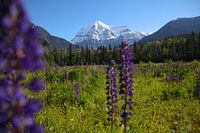 Nature - ll