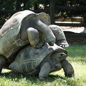 Twee schildpadden van Ronald Piters