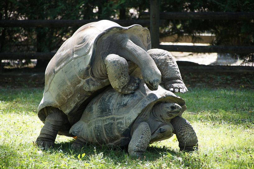 Two turtles by Ronald Piters