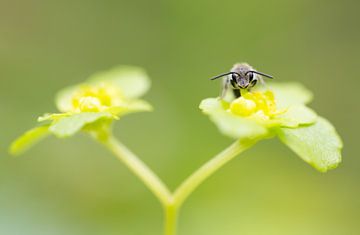Goldauktion mit Biene von Danny Slijfer Natuurfotografie