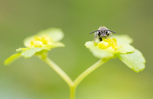 Vente aux enchères d'or avec abeille
