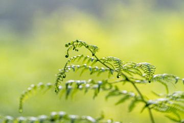 Eagle Fern by Diantha Risiglione