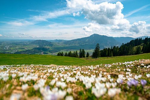 Bloemrijk uitzicht op de Grünten vanaf de middag
