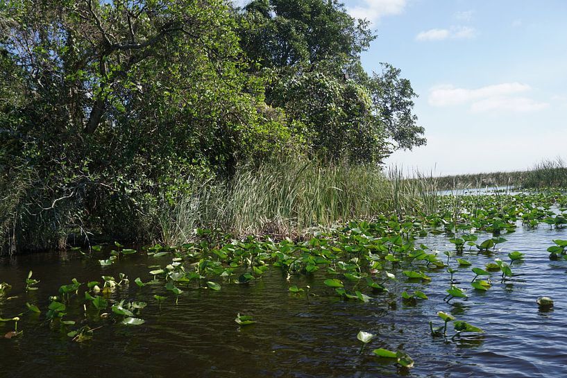 Nature by Sylvia Natuur Fotograaf Groen