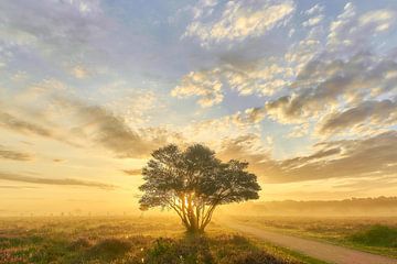 Zonsopkomst op de paarse hei van Ad Jekel