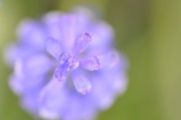 Holländische Blaue Traube