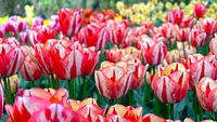 Rode Tulpen uit Nederland van Tineke Visscher thumbnail