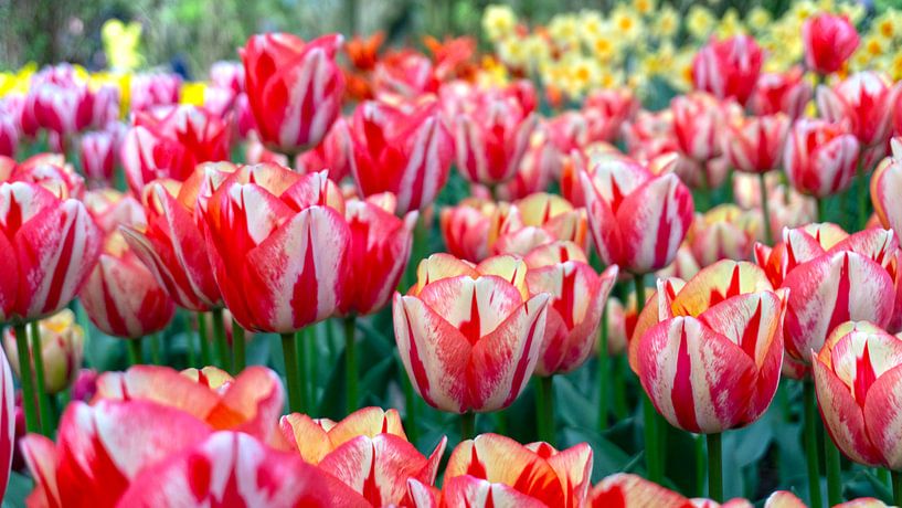 Rode Tulpen uit Nederland van Tineke Visscher