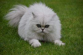 cat looks wildly into the lens by Petra van Engelenburcht