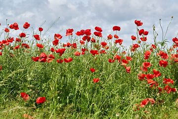 Rood bloeiende klaproos in een bloemenweide in de zomer van Heiko Kueverling