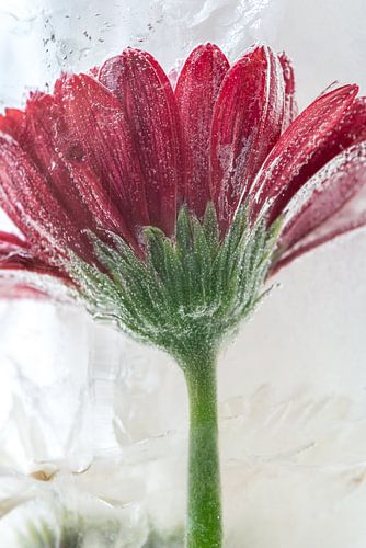 Vergankelijkheid in Stilstand