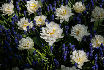 White Tulips and Blue Grape Hyacinths in Bloom