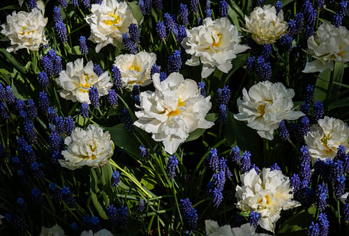 Witte Tulpen en Blauwe Druifjes in Bloei