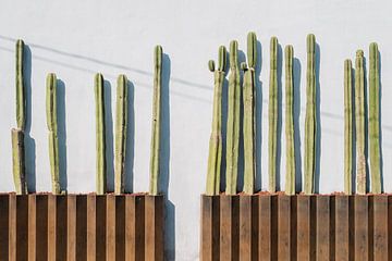 Cactus devant une maison / mur de cactus / cactus / Mexique / plante sur Franci Leoncio