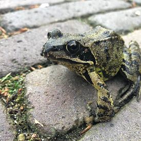 Mr. Frog sur Ron van der Meer