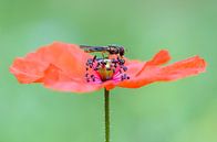 Mohn mit Fliege von Richard Guijt Photography Miniaturansicht