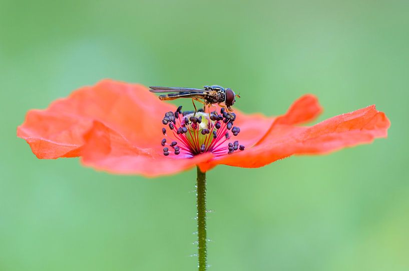 Poppy with fly by Richard Guijt Photography